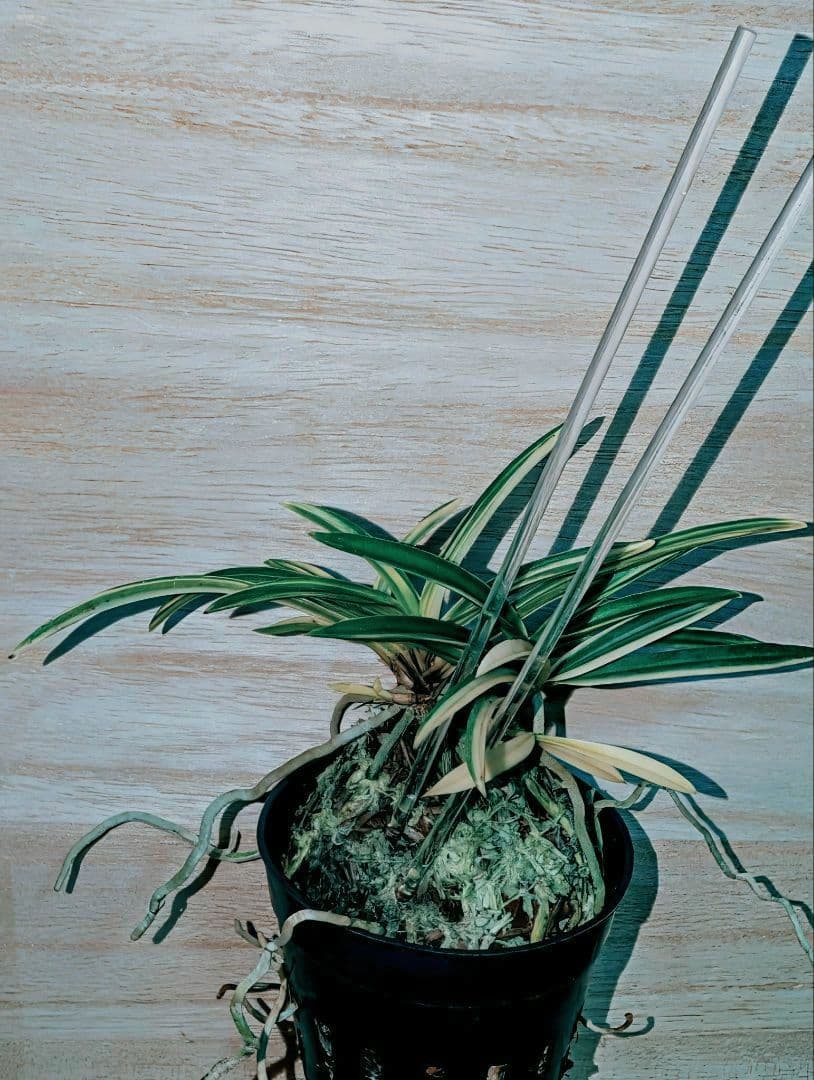 むっちゃんさん専用富貴蘭　紀州緑風雪白縞（原木株立ち）