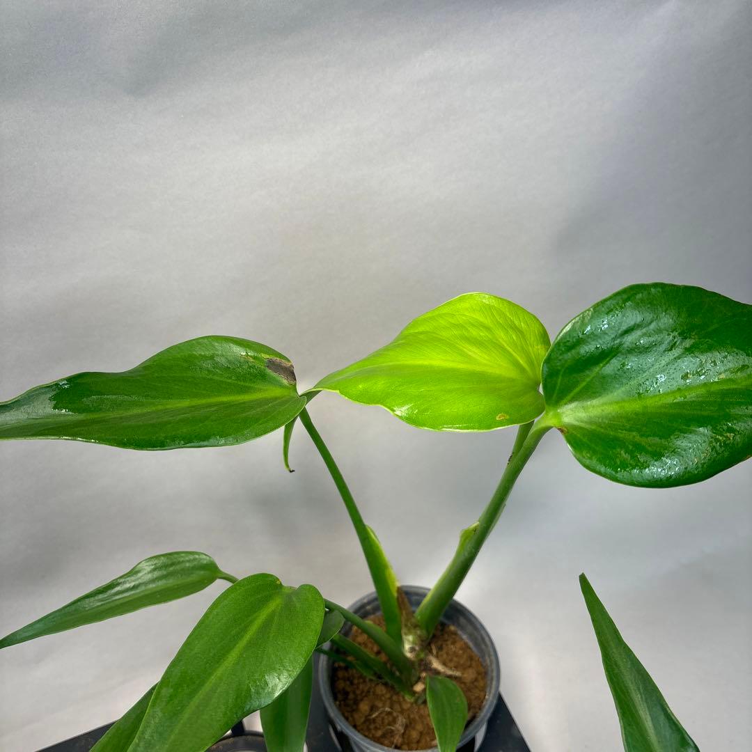 S*T様 訳あり5株セットms80モンステラ バールマルクスフレーム