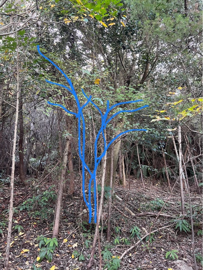 現品　ミツバツツジ　極上　3.5mほど　山採り　オススメ