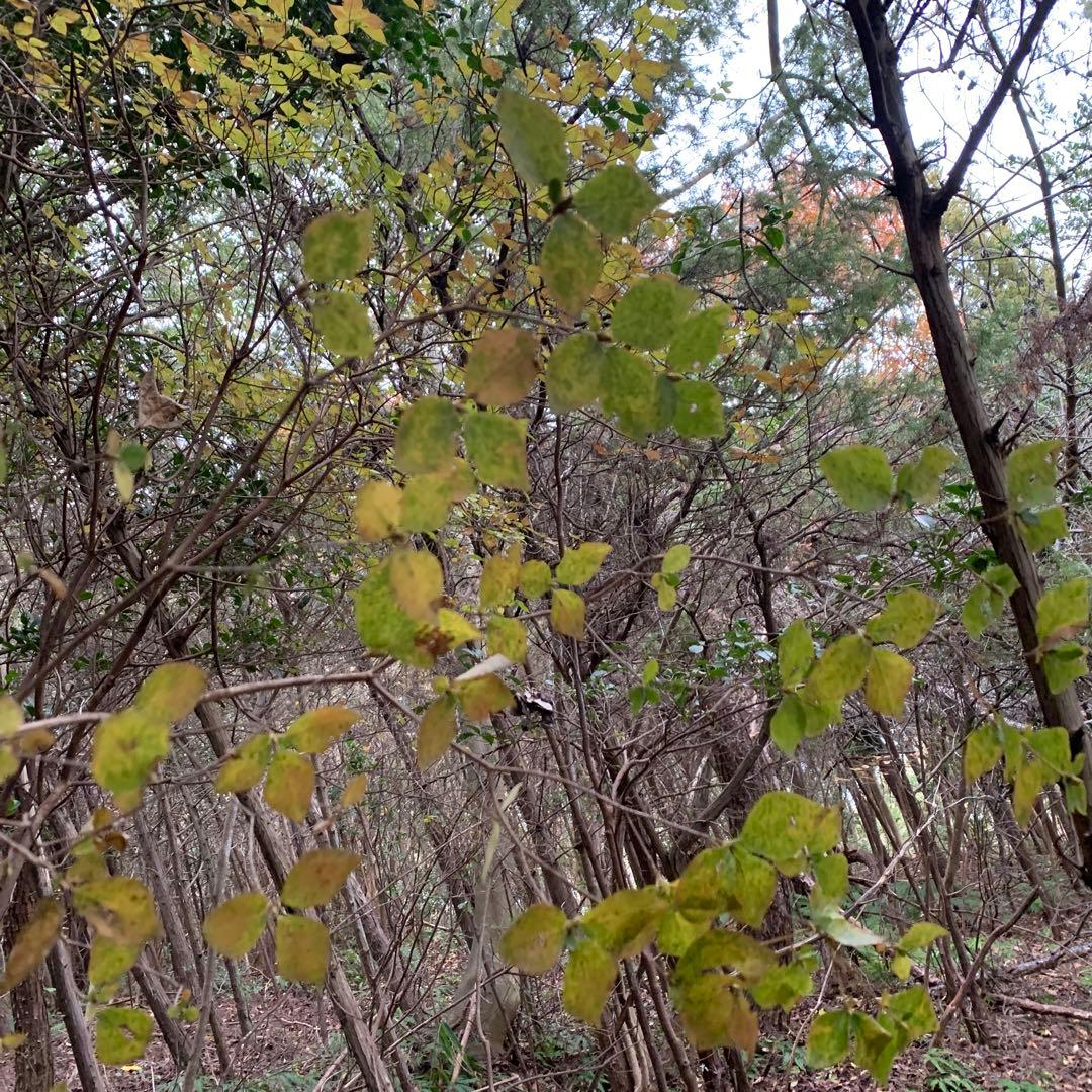 現品　ミツバツツジ　極上　3.5mほど　山採り　オススメ