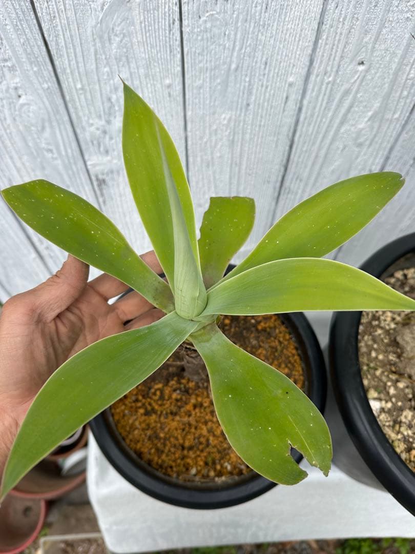 アガベアテナータ　2株セット