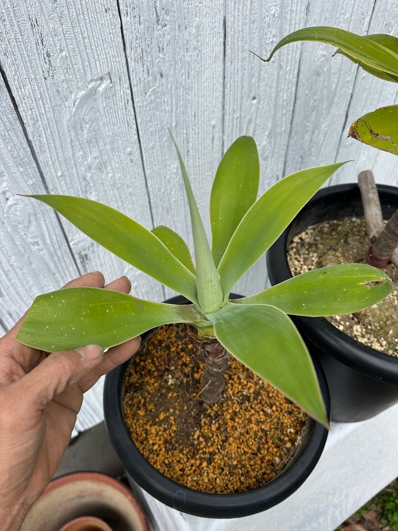 アガベアテナータ　2株セット