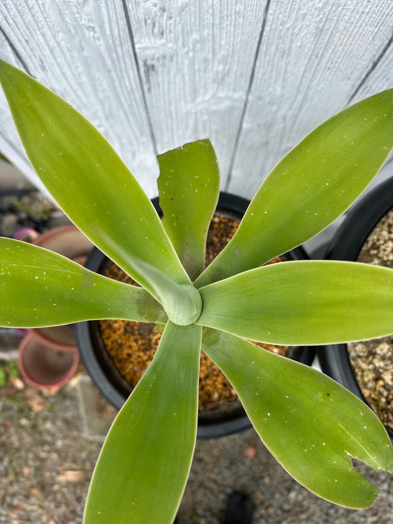 アガベアテナータ　2株セット