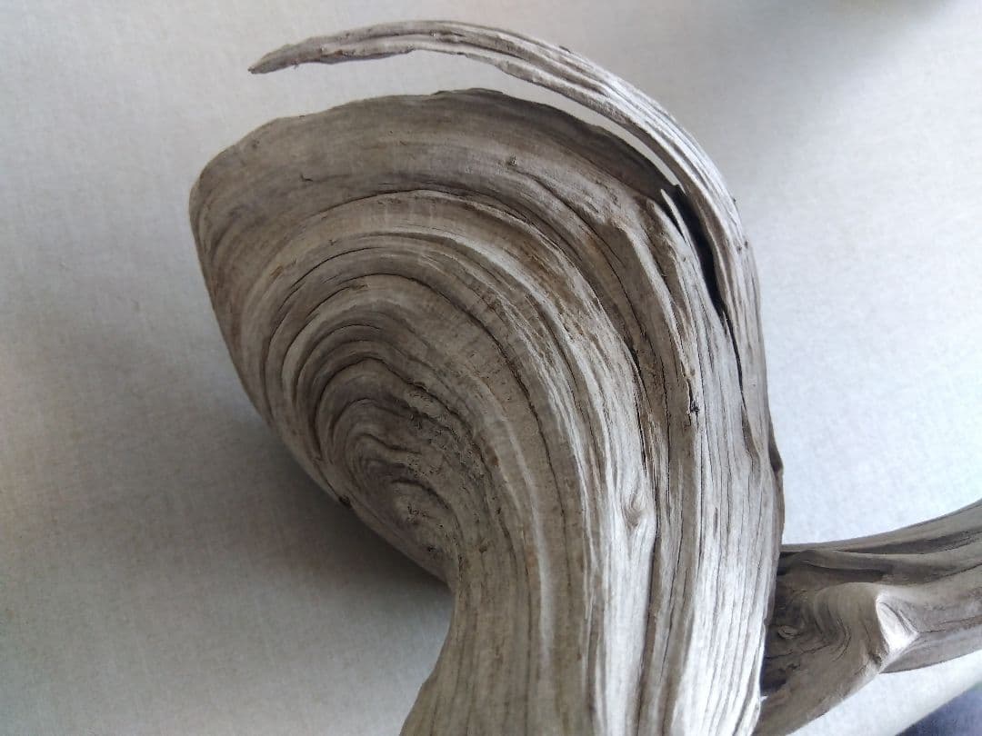 ★大幅値下げしました★真柏の枯れ木(カレボク) 盆栽の枯れ木④　神