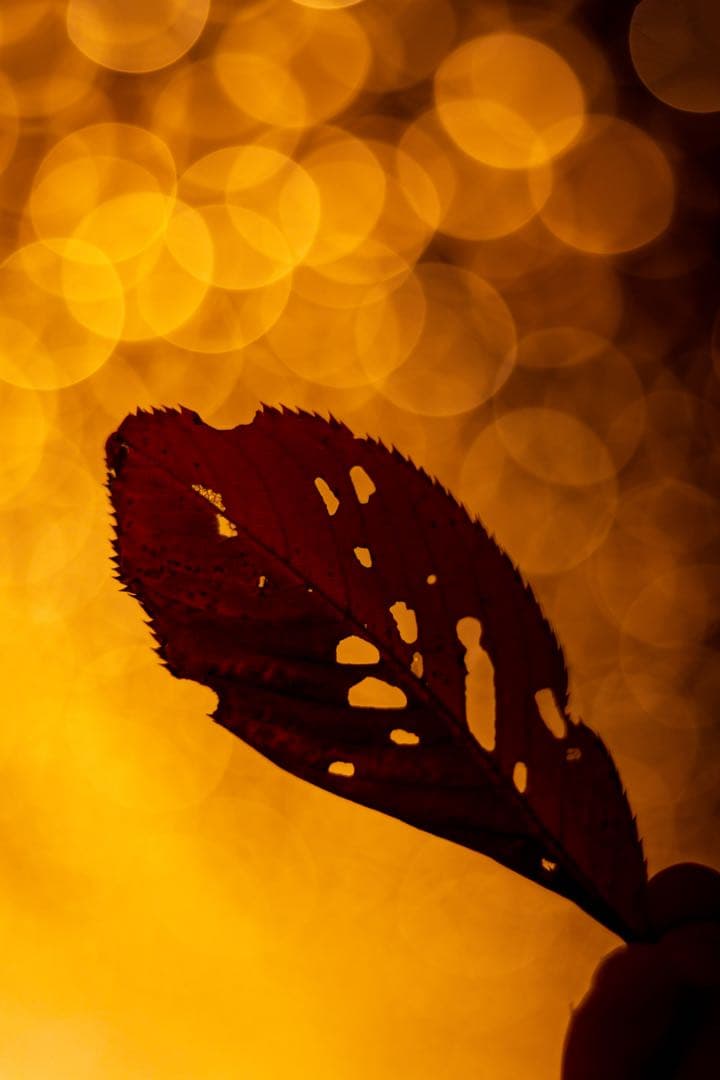 Canon EOS 80D デジタル一眼レフ レンズ付き