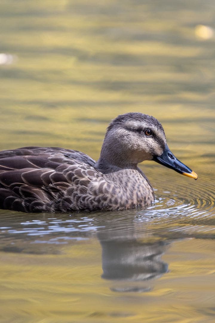Canon EOS 80D デジタル一眼レフ レンズ付き