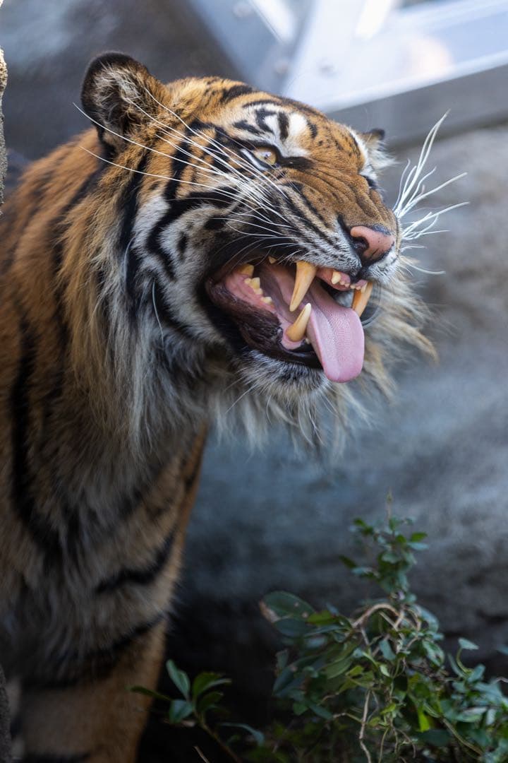 Canon EOS 80D デジタル一眼レフ レンズ付き