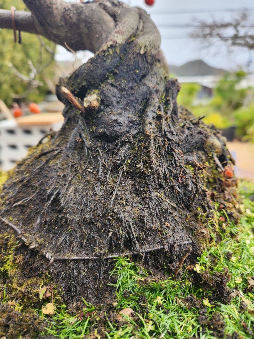 ローヤ柿　中品盆栽