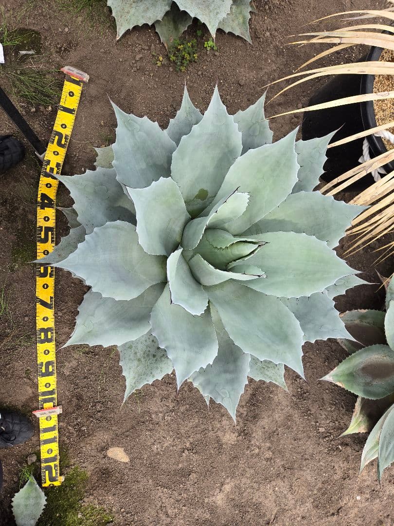 オバティーフォリア　フロスティブルー引き取り限定