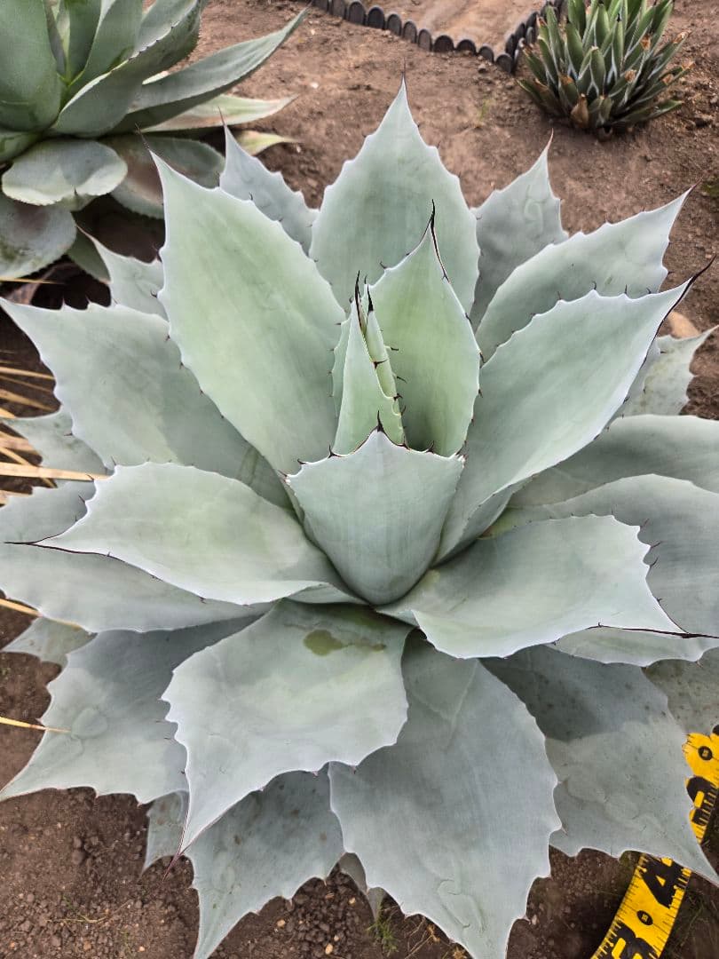 オバティーフォリア　フロスティブルー引き取り限定