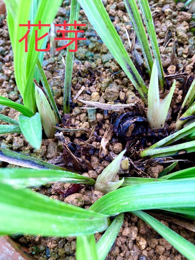 【天然野生の春蘭＊花芽9個の超巨大優良株/根が頑丈で抜群！】シュンラン＊日本春蘭