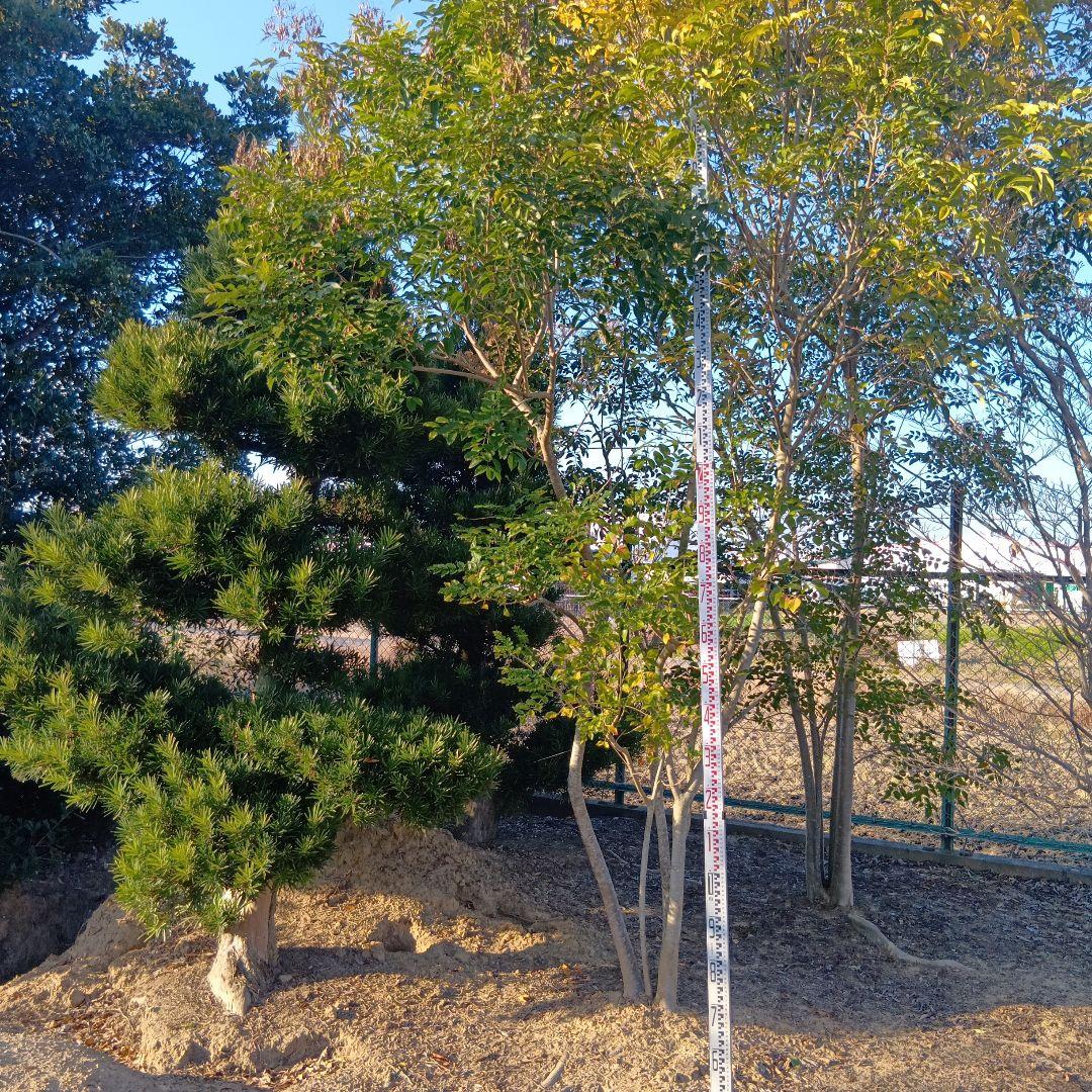 シマトネリコ（高さ4.0メイトル）