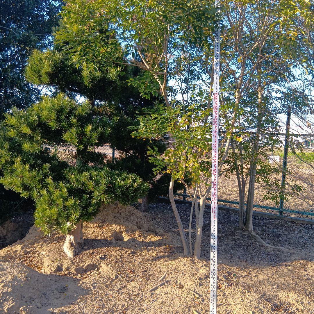 シマトネリコ（高さ4.0メイトル）