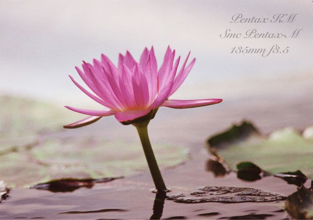 ★完動品＊美品★pentax km／135mm★初期保証＊作例多数