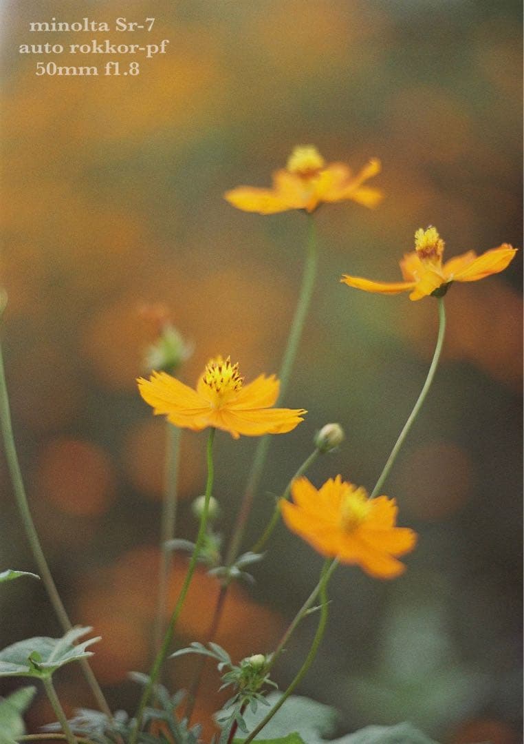 ★希少美品★minolta sr-7/緑のロッコールf1.8★完動品＊初期保証付