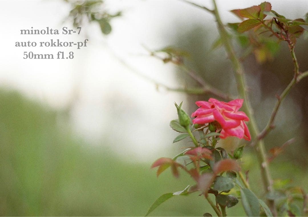 ★希少美品★minolta sr-7/緑のロッコールf1.8★完動品＊初期保証付