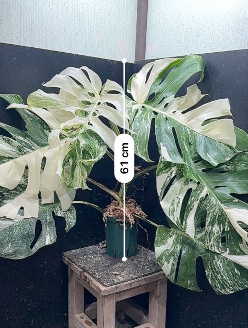 Y*様 斑入りモンステラ ホワイトタイガー極美大株61cm白斑多