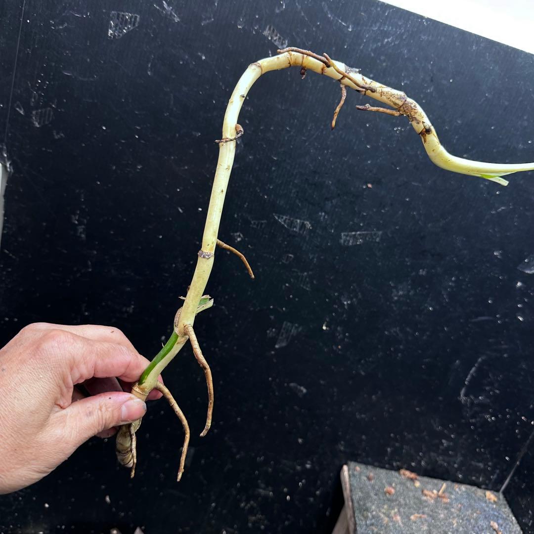 さ**様 斑入りモンステラホワイトタイガー大茎8株おまとめ