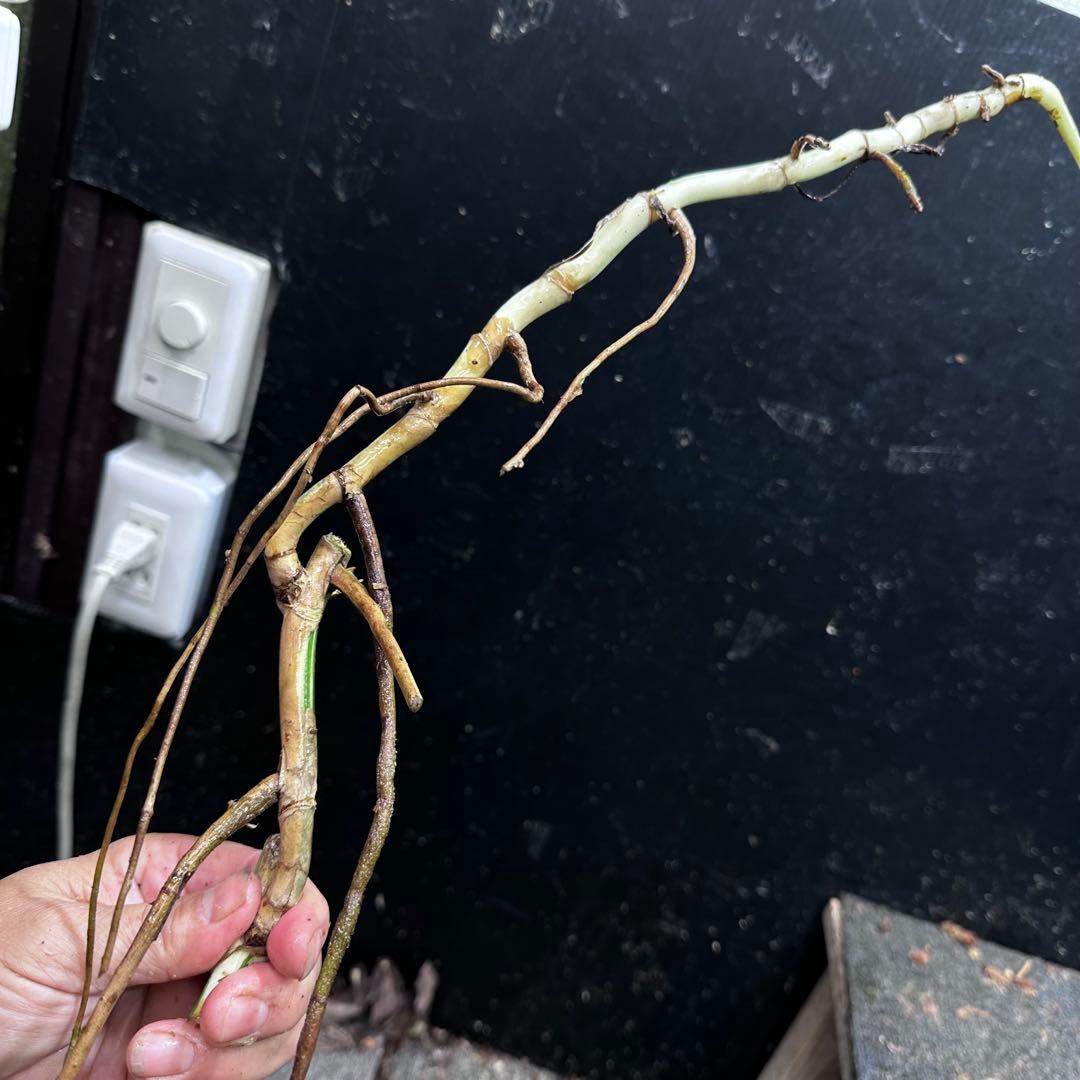 さ**様 斑入りモンステラホワイトタイガー大茎8株おまとめ