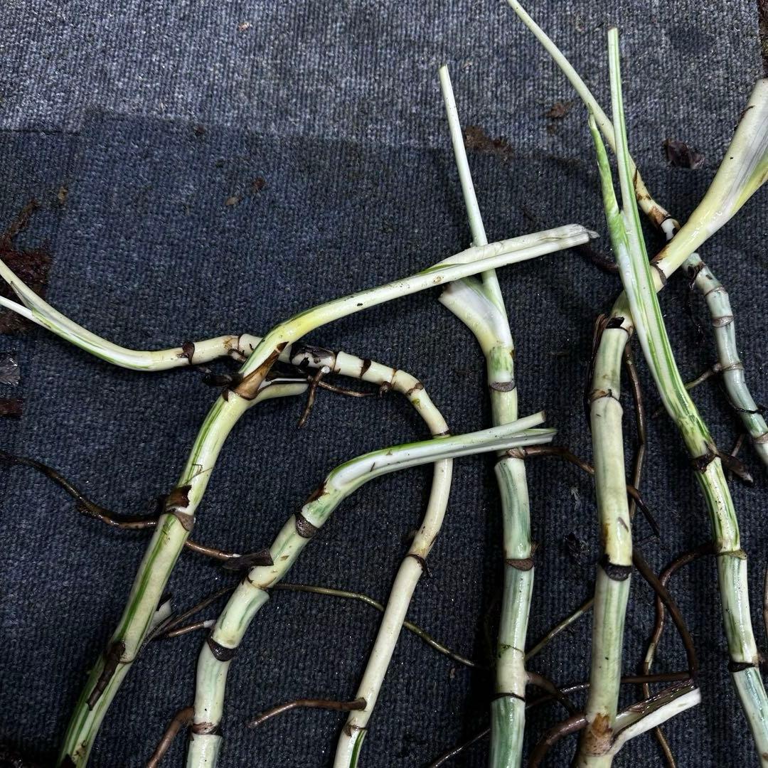 さ**様 斑入りモンステラホワイトタイガー大茎8株おまとめ