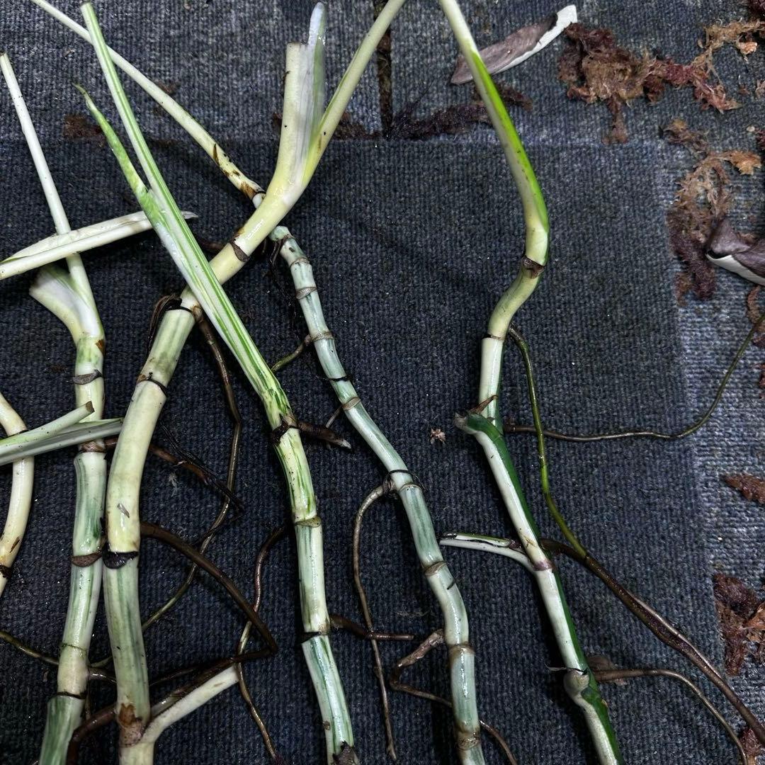 さ**様 斑入りモンステラホワイトタイガー大茎8株おまとめ