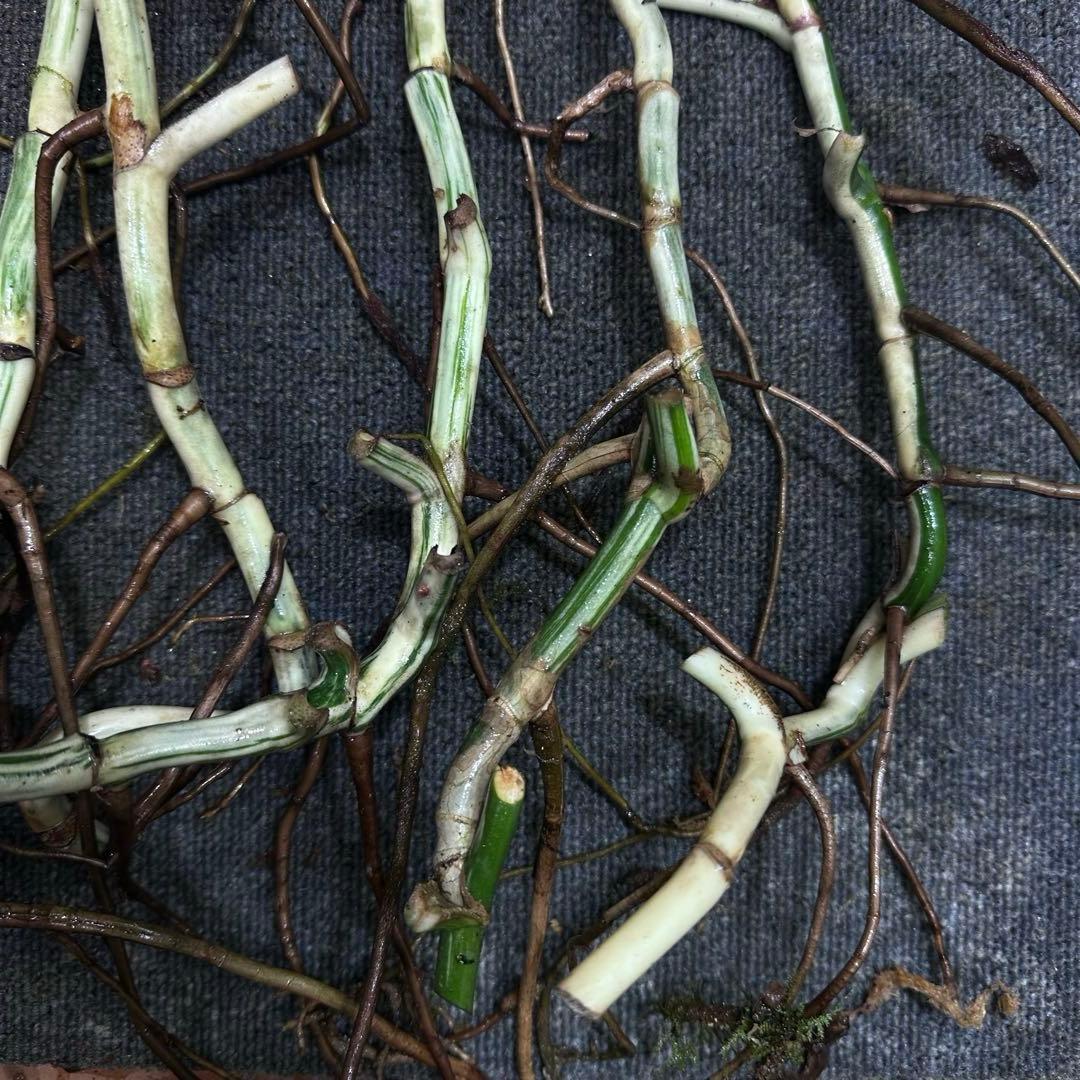 さ**様 斑入りモンステラホワイトタイガー大茎8株おまとめ