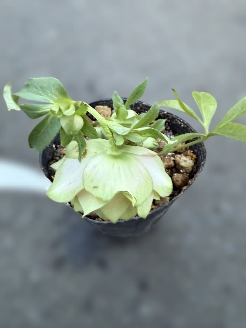 ★利休『かすり』★グリーンとピンクのコントラストが鮮やか★クリスマスローズ開花株