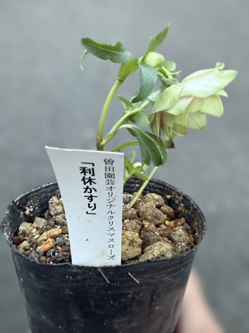 ★利休『かすり』★グリーンとピンクのコントラストが鮮やか★クリスマスローズ開花株