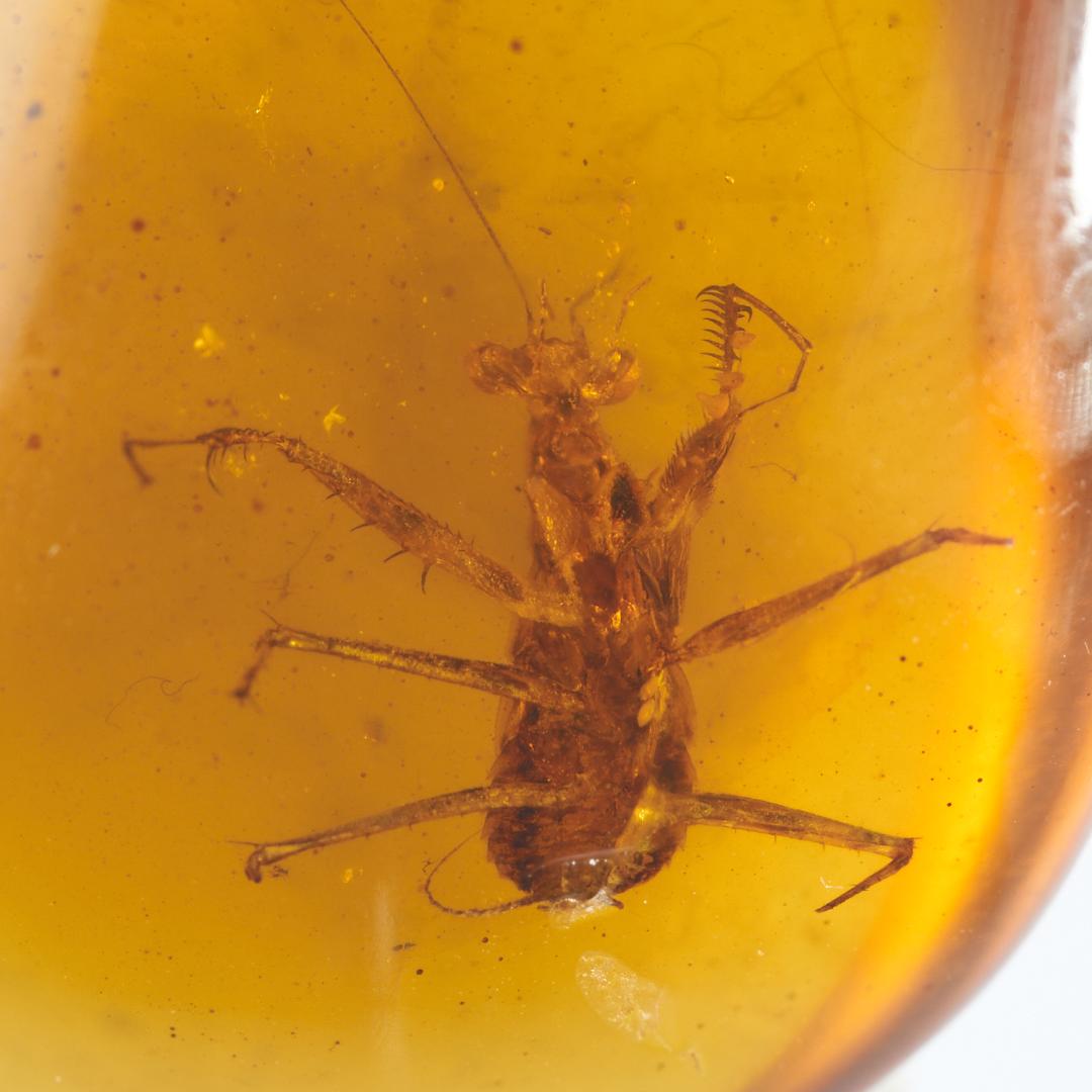 レア極上品 PA0091虫入り琥珀化石　ミャンマーカムティかタナイ9900万年前