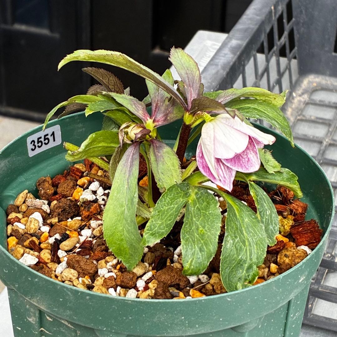 3551☘️蕾花付☘️超希少☘️筒型SD⭐️ポーセリン⭐️小輪⭐️ぼかし⭐️超コンパクト⭐️大木