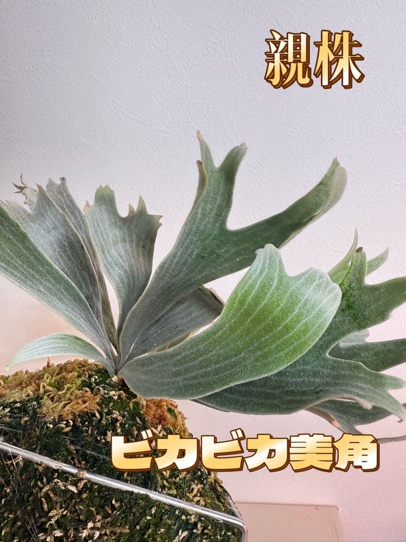 グレッチ　ビカクシダ　P. Willinckii 'Spur' pup