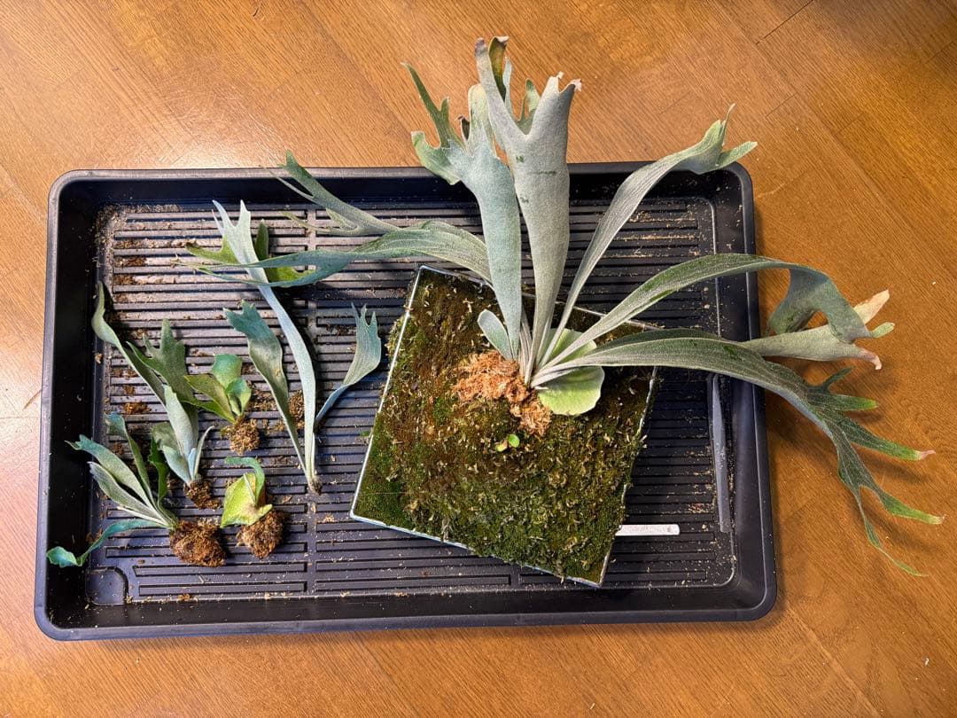 グレッチ　ビカクシダ　P. Willinckii 'Spur' pup