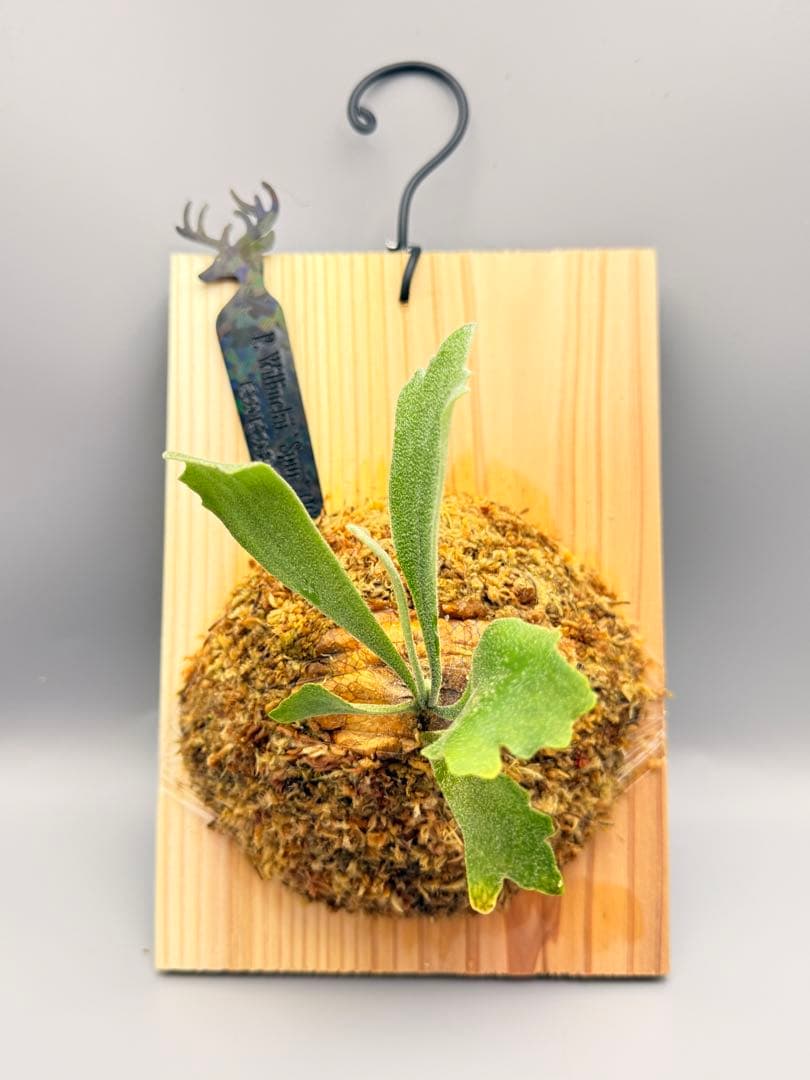 グレッチ　ビカクシダ　P. Willinckii 'Spur' pup