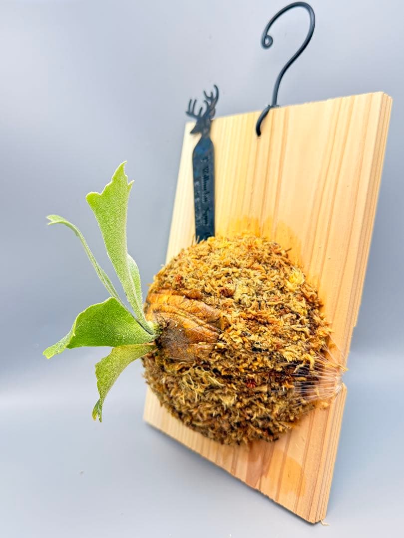 グレッチ　ビカクシダ　P. Willinckii 'Spur' pup