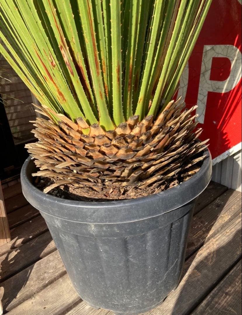 極耐寒性ダシリリオン　ミキワネンシス大株◇ドライガーデン多肉サボテン島アガベ南国