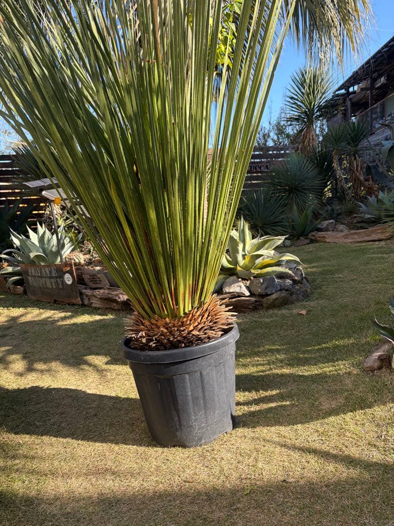 極耐寒性ダシリリオン　ミキワネンシス大株◇ドライガーデン多肉サボテン島アガベ南国