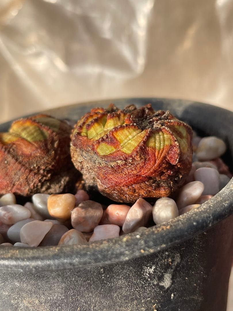 た*く様 オベサ綴化つき 極オールド ダブルヘッド