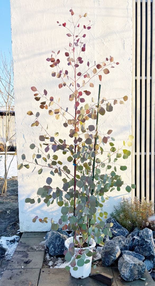 幹太。ユーカリポポラス2.0M(鉢底から)品番A