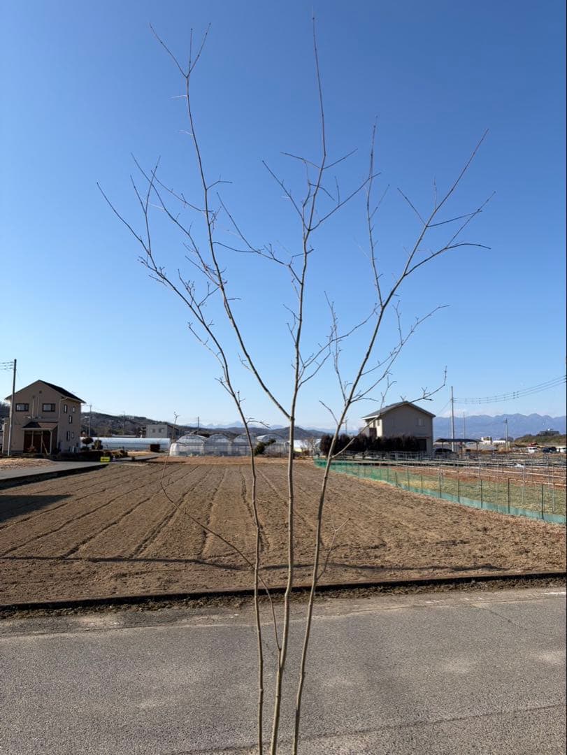 山採り コハウチワカエデ 自然樹形