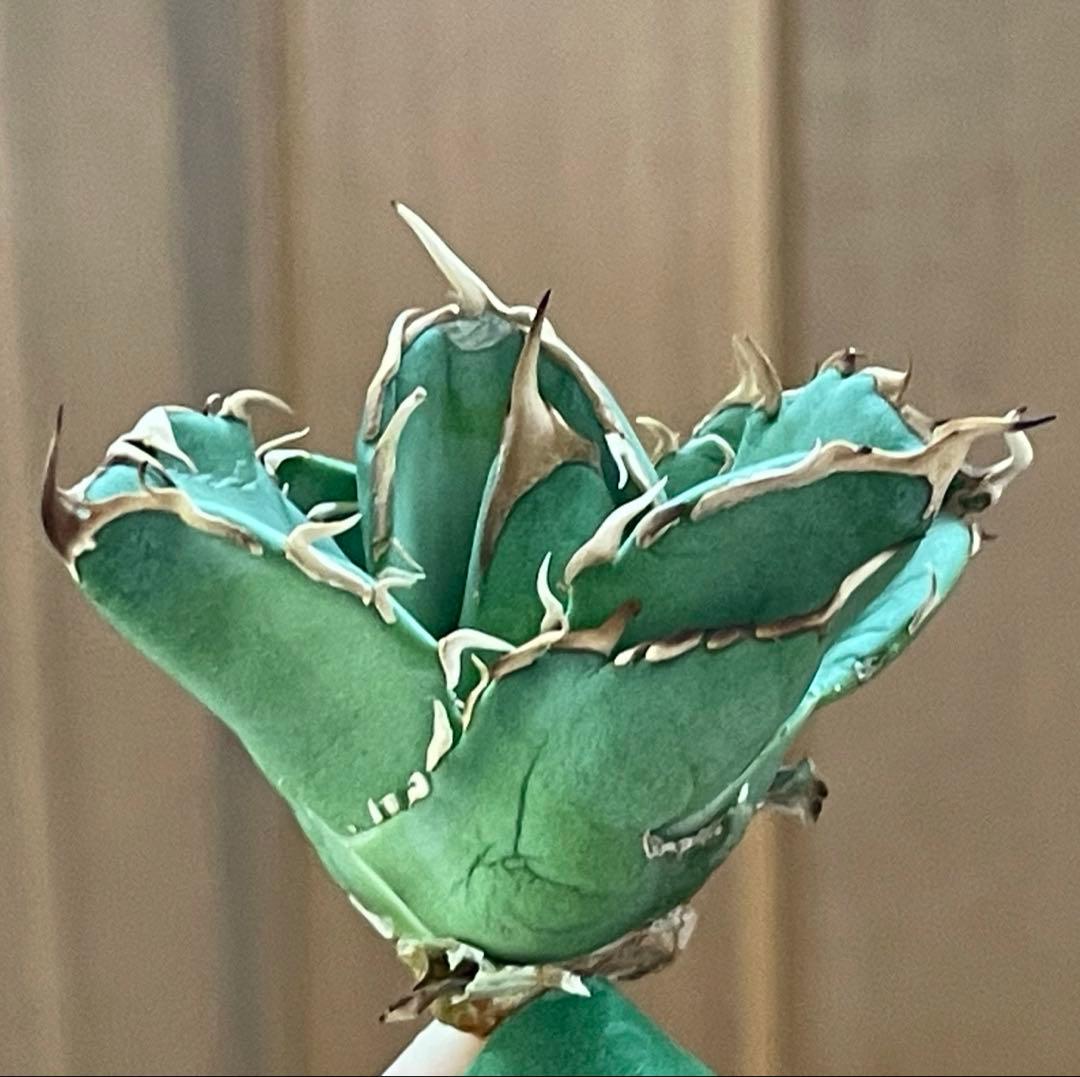 【REZA産】イラン株　選抜　アガベ　アングリーハート　ANGRY HEART