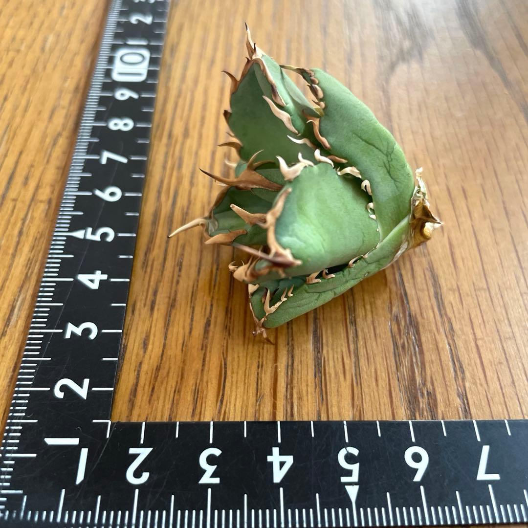 【REZA産】イラン株　選抜　アガベ　アングリーハート　ANGRY HEART