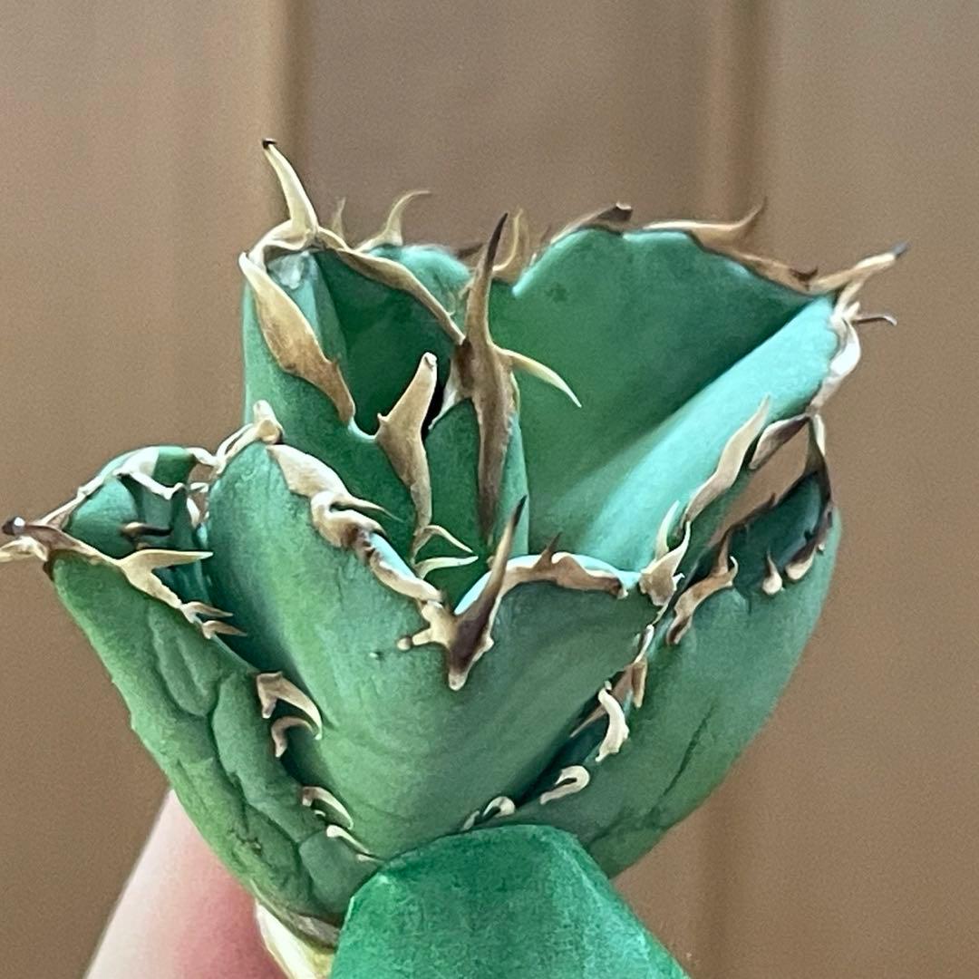 【REZA産】イラン株　選抜　アガベ　アングリーハート　ANGRY HEART