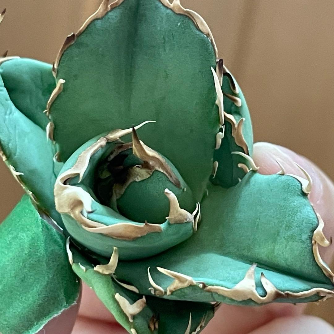 【REZA産】イラン株　選抜　アガベ　アングリーハート　ANGRY HEART