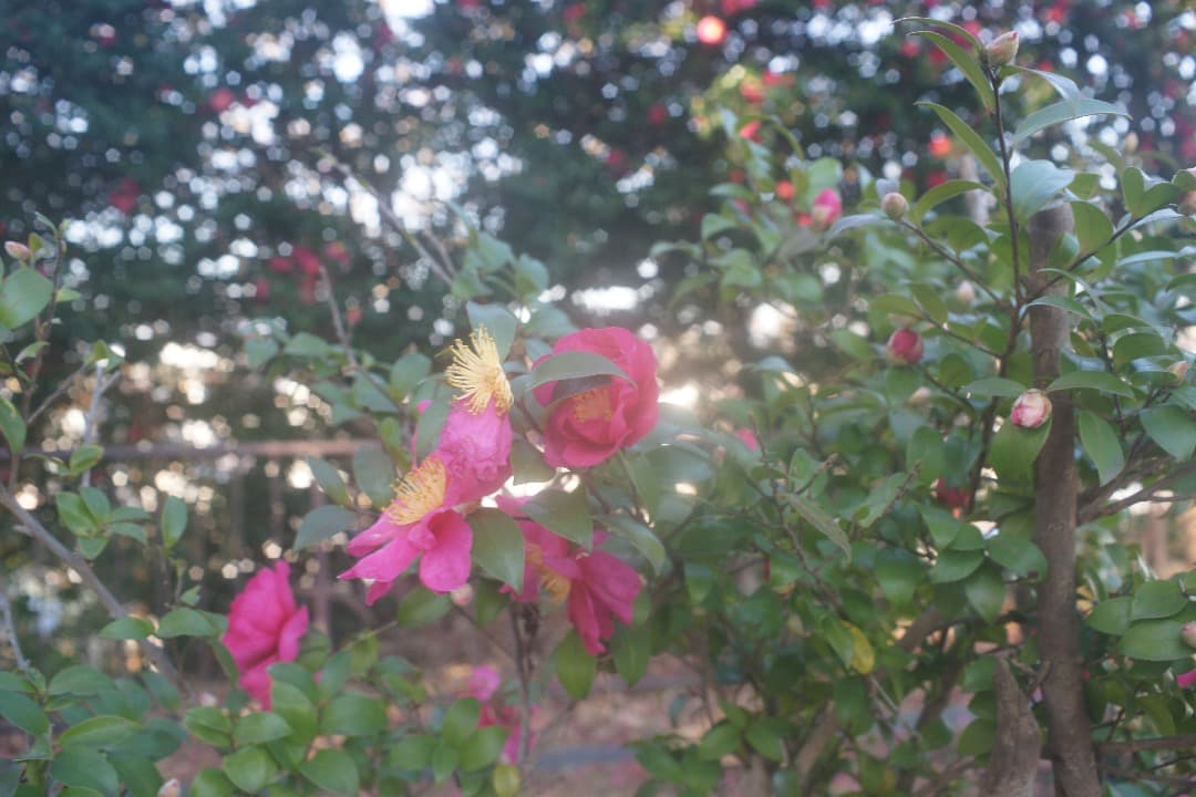 ペンタックス Super Takumar 35mm F/2 広角レンズ 前期型