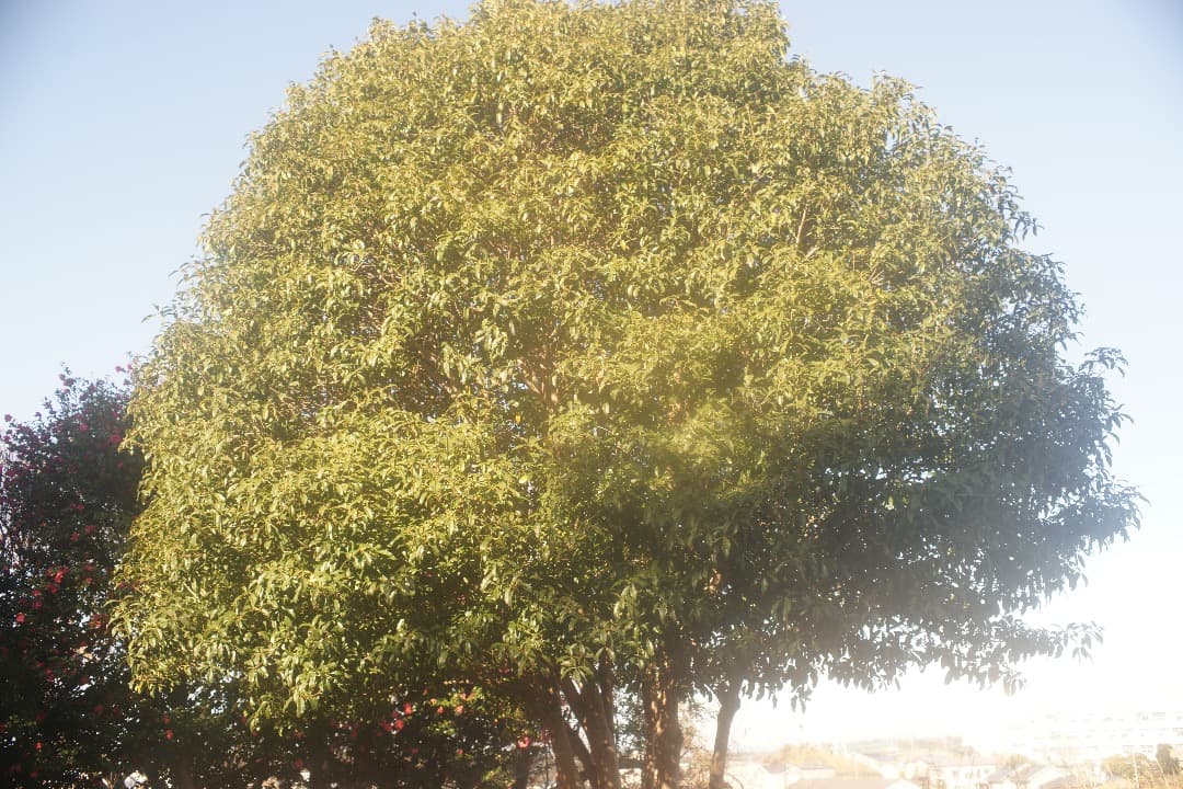 ペンタックス Super Takumar 35mm F/2 広角レンズ 前期型