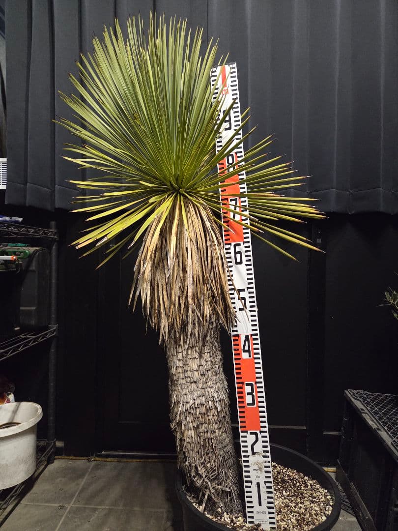 専用出品 リピ、特割 ユッカ リネアリフォリア (つ) 太株