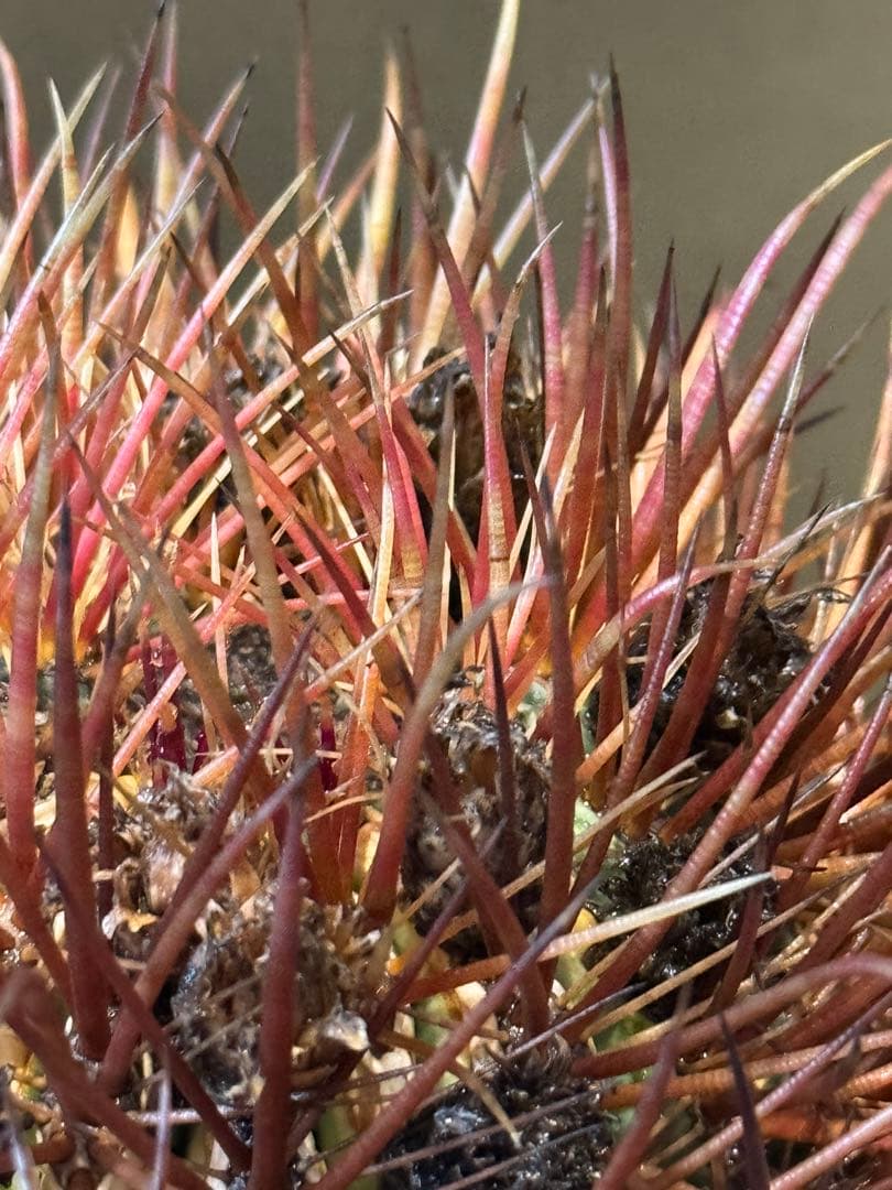 フェロカクタス　赤刺金冠竜