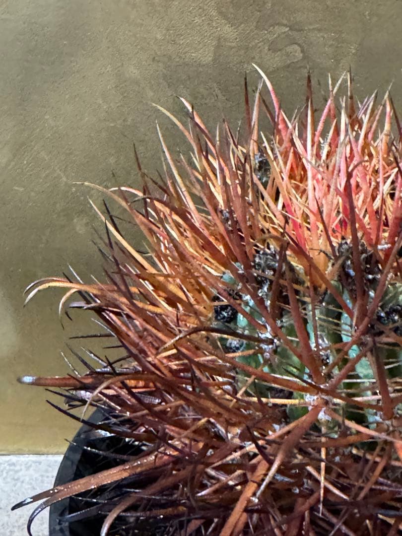 フェロカクタス　赤刺金冠竜