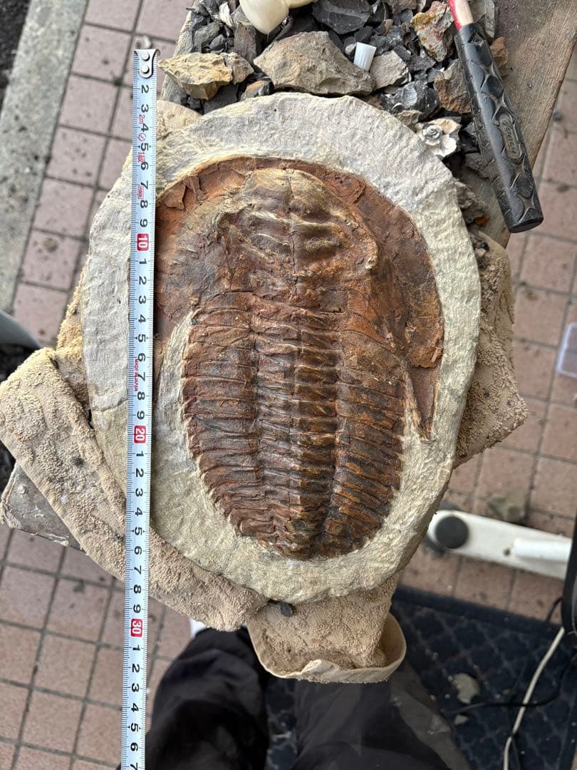 大きな三葉虫　化石