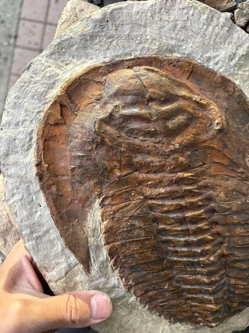 大きな三葉虫　化石